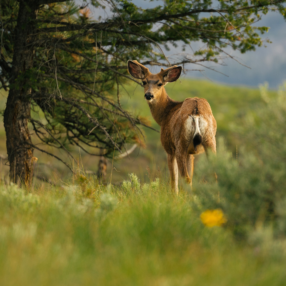 A DEER IN THE PRESERVATION AREA OF HUNTERS HILL SUMMERLAND