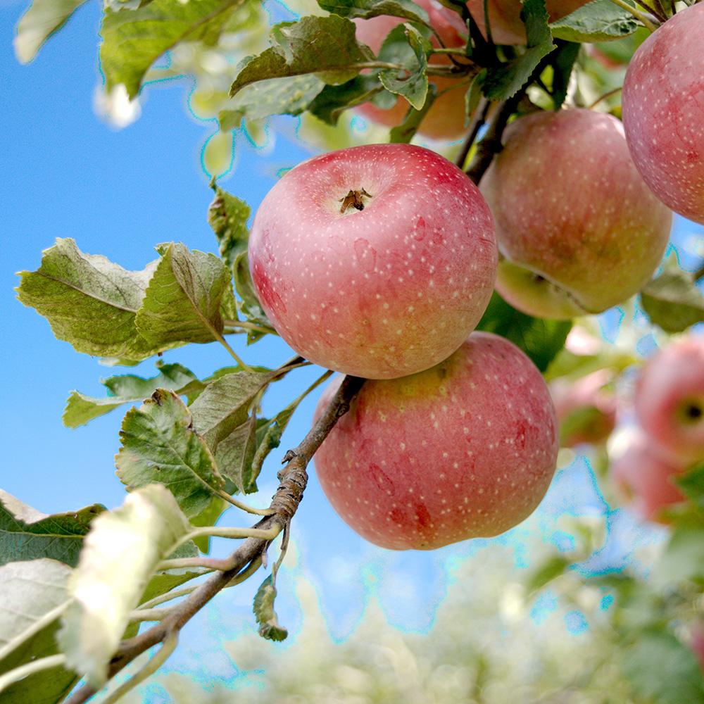 AN APPLE ORCHARD IN SUMMERLAND BC