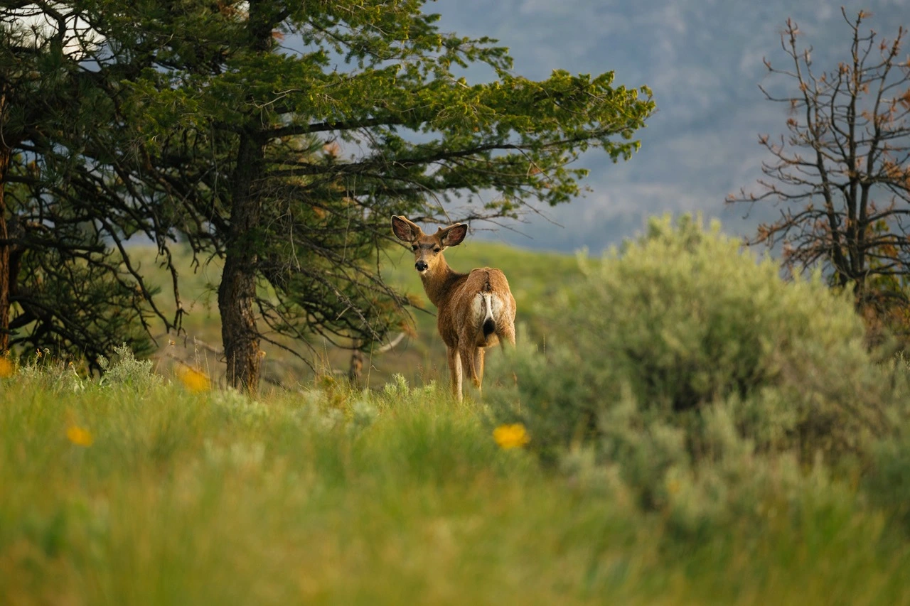 DEER IN FIELD